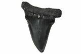 Fossil Broad-Toothed Mako Tooth - South Carolina #374773-1